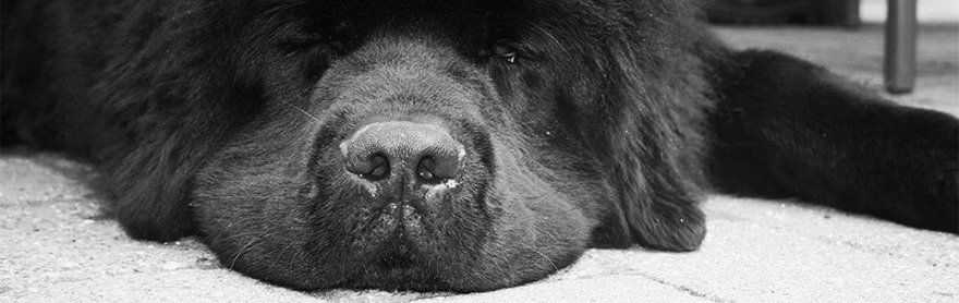 Newfoundlanders van het Wilmershof