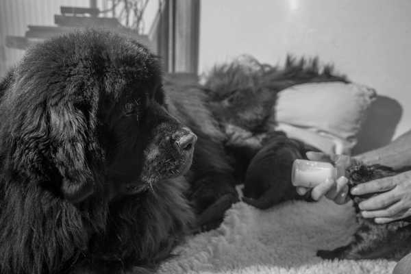 Chava Is gedekt op 23 en 25 juni