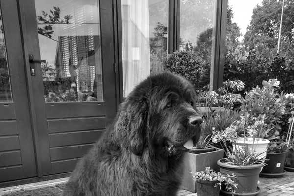 Verloop van de dracht (09-08)